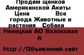 Продам щенков Американской Акиты › Цена ­ 25 000 - Все города Животные и растения » Собаки   . Ненецкий АО,Волоковая д.